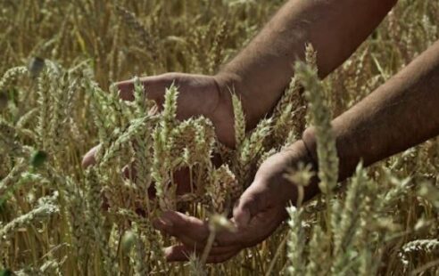 Καταβλήθηκαν ενισχύσεις De minimis σε αγρότες Αττικής, Έβρου, Ημαθίας, Λάρισας, Πέλλας, Καβάλας, Κοζάνης και Φλώρινας, ύψους 18,2 εκ. ευρώ