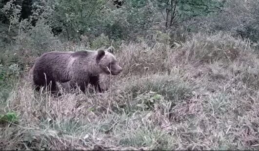 Καστοριά: Εντυπωσιακή κοντινή συνάντηση κάμερας με αρκούδα (Βίντεο)