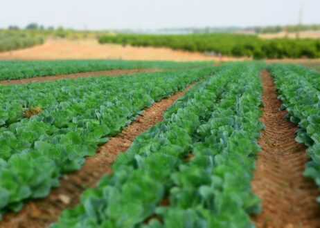 Πληρωμές 104,3 εκ. ευρώ για το υπόλοιπο των Συνδεδεμένων Ενισχύσεων