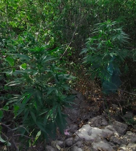 Σύλληψη 69χρονου ημεδαπού για καλλιέργεια 6 δενδρυλλίων κάνναβης και κατοχή ναρκωτικών σε αγροτική περιοχή της Κοζάνης