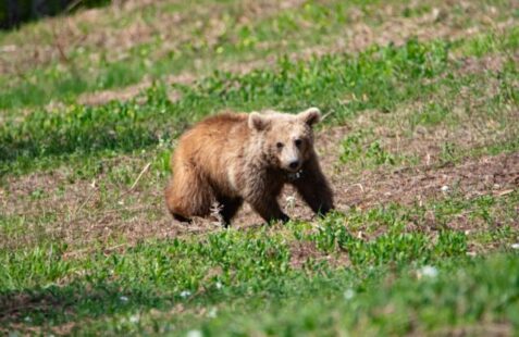 Καστοριά: Σκότωσαν αρκουδάκι έξι μηνών με πυροβόλο όπλο