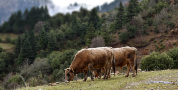 Ανακοίνωση της Ένωσης Εκτροφέων Ελληνικής Βραχυκερατικής Φυλής Βοοειδών, για το φιάσκο της Παρέμβασης Π3-70-1.5, «Διατήρηση απειλούμενων αυτόχθονων φυλών αγροτικών ζώων»