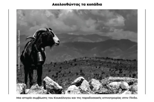 Ακολουθώντας τα κοπάδια στην Πίνδο: Η έκθεση ταξιδεύει στο Πάπιγκο