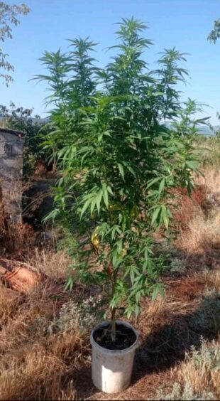 Σύλληψη ημεδαπού στην Κοζάνη για καλλιέργεια δενδρυλλίου και κατοχή κάνναβης