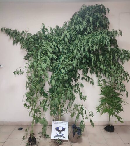 Συνελήφθη 57χρονος ημεδαπός, στην Πτολεμαΐδα για διακίνηση ναρκωτικών και για καλλιέργεια δενδρυλλίων κάνναβης