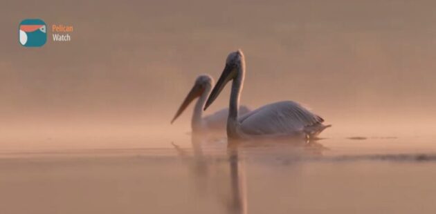 Pelican Watch στις Πρέσπες: Μια εφαρμογή που κάνει τους πολίτες συμμέτοχους στην προστασία των πελεκάνων