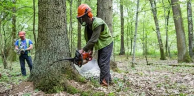Λάρισα: Σκοτώθηκε 46χρονος υλοτόμος – Καταπλακώθηκε από μεγάλο κλαδί δέντρου