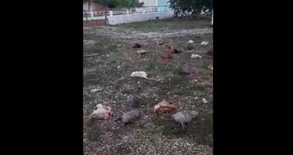 Άρδασσα Εορδαίας: Άγριο ζώο σκότωσε 35 κότες (Βίντεο)