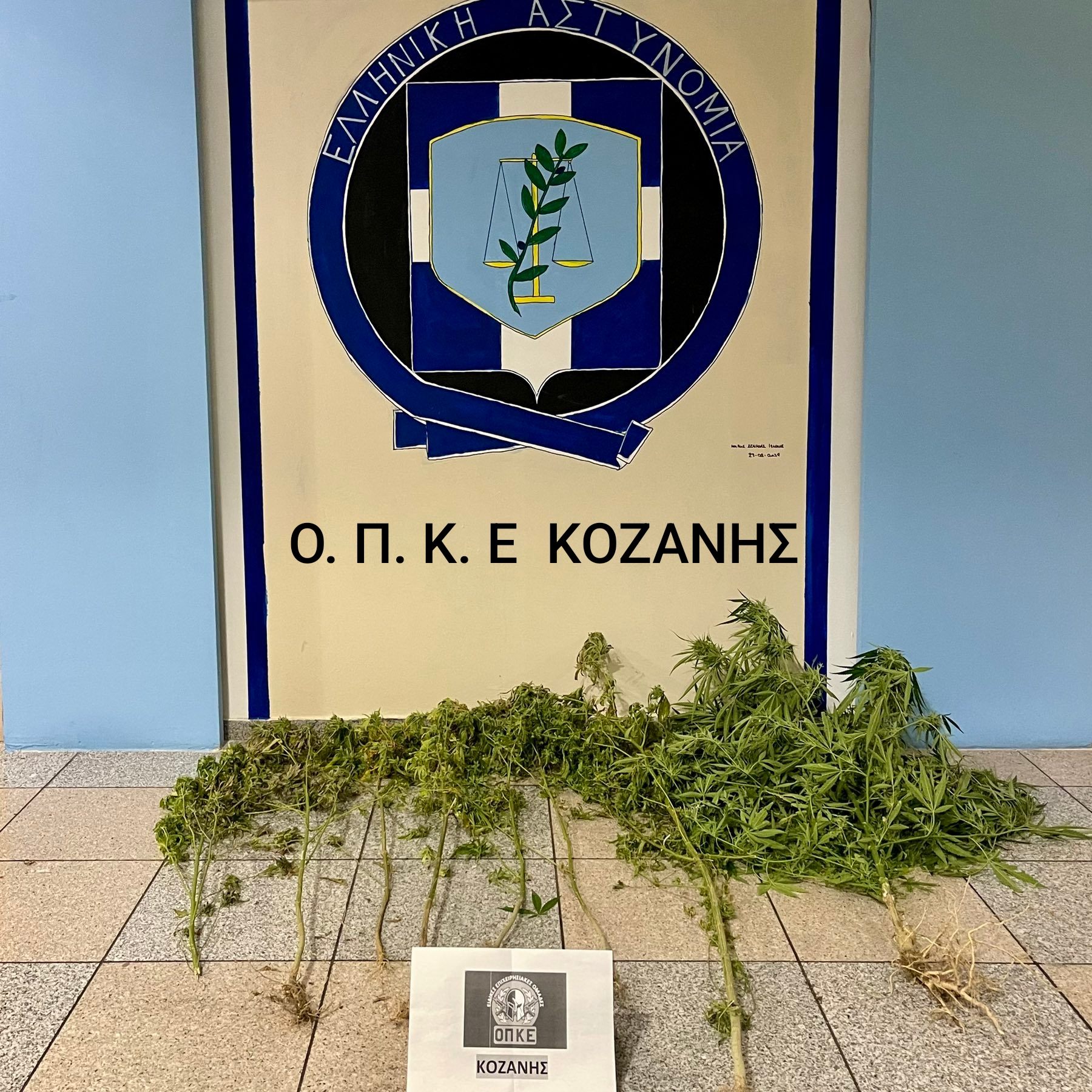 Συνελήφθη 52χρονος ημεδαπός, για καλλιέργεια δενδρυλλίων κάνναβης, σε περιοχή της Κοζάνης