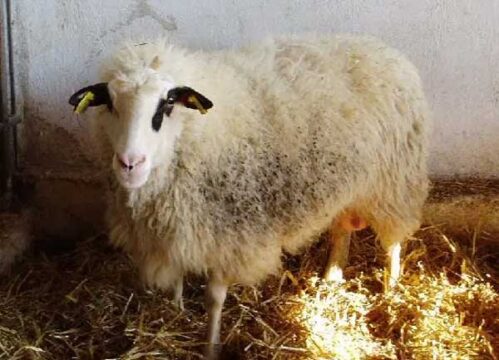 Σε δημοπρασία 190 πρόβατα φυλής Φλωρίνης-Πελαγονίας