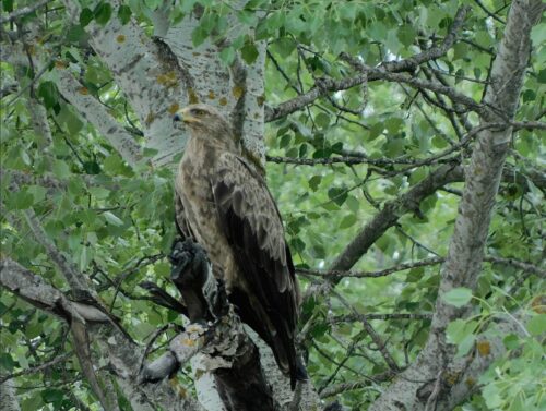 Κραυγαετός (Clanga pomarina) μια σπάνια καταγραφή για την περιοχή!