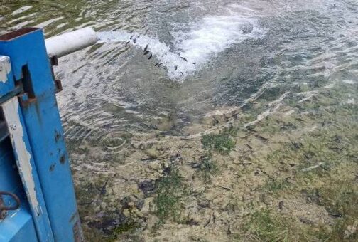 Με συνολικά 150.000 γόνο και νεαρά ιχθύδια πέστροφας εμπλουτίστηκαν τα λιμνοφράγματα της Π.Ε. Καστοριάς