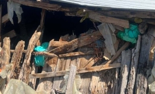 Νεκρά 15 αιγοπρόβατα μετά από νυχτερινή εισβολή αρκούδας σε κτηνοτροφική μονάδα των Σερβίων