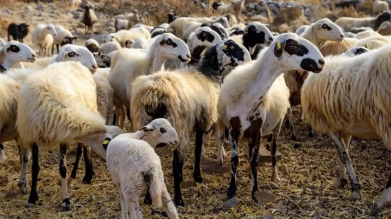 Η Ελλάδα ανακτά το επίσημο καθεστώς χώρας απαλλαγμένης από την πανώλη μικρών αιγοπροβάτων